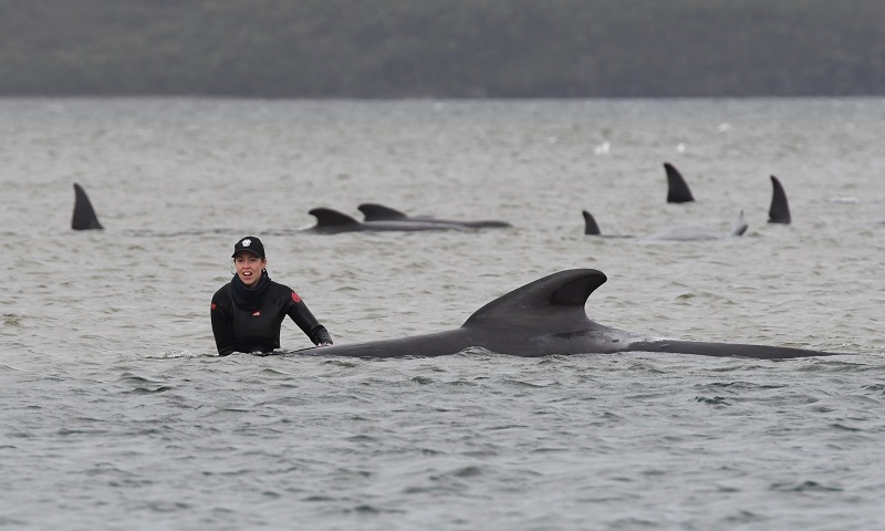 Equipes de resgate conseguem salvar 50 baleias encalhadas na Austrália, mas quase 400 morreram 