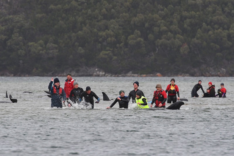 Equipes de resgate conseguem salvar 50 baleias encalhadas na Austrália, mas quase 400 morreram 