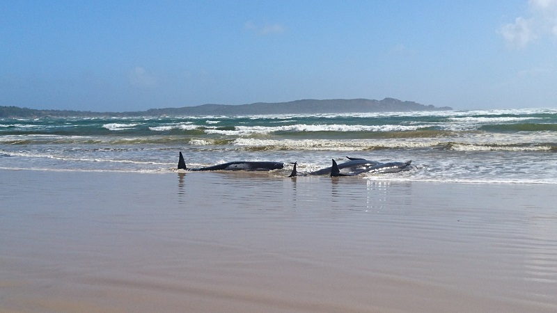 Biólogos se mobilizam para salvar centenas de baleias encalhadas na costa da Austrália