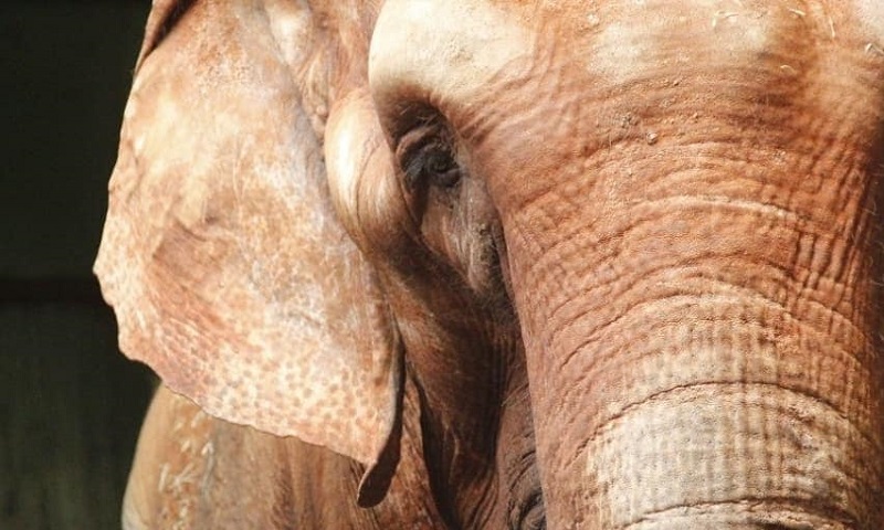 Bambi, a futura moradora do Santuário dos Elefantes, já está a caminho de seu novo lar no Mato Grosso