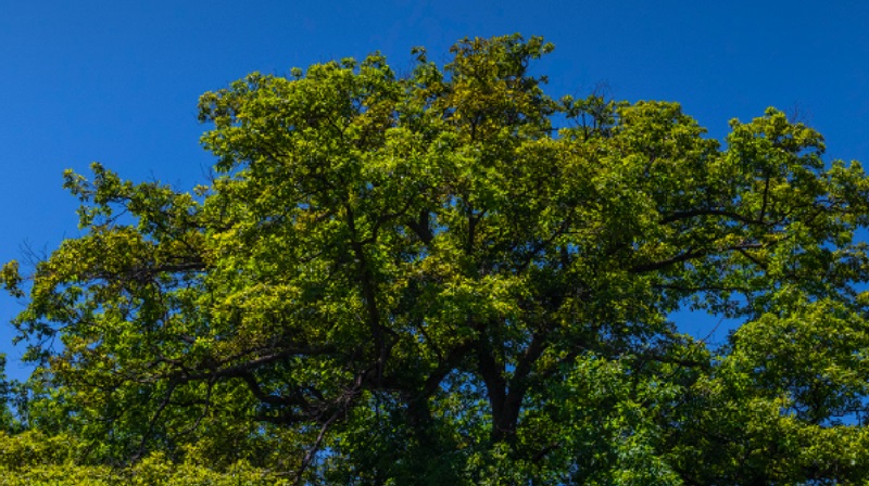 Canadenses se unem para salvar árvore com quase 300 anos - mais antiga que o próprio país
