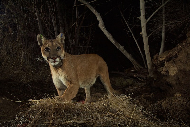 Biólogos registram boom de nascimentos de leões da montanha na Califórnia