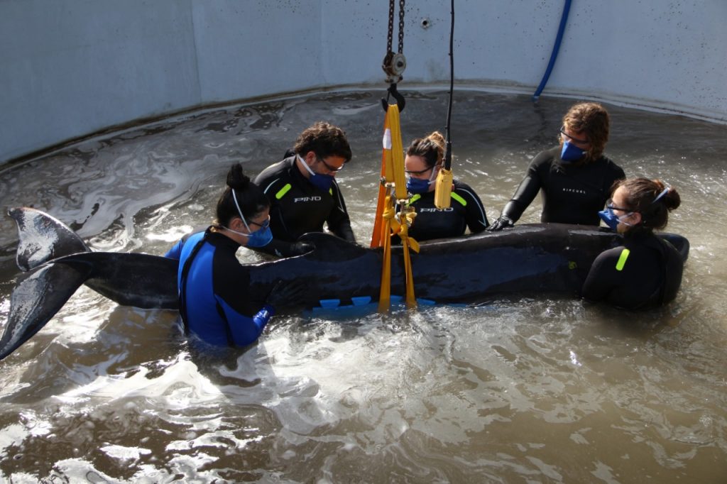 Baleia cachalote-pigmeu encalha em Santa Catarina e é resgatada para tratamento