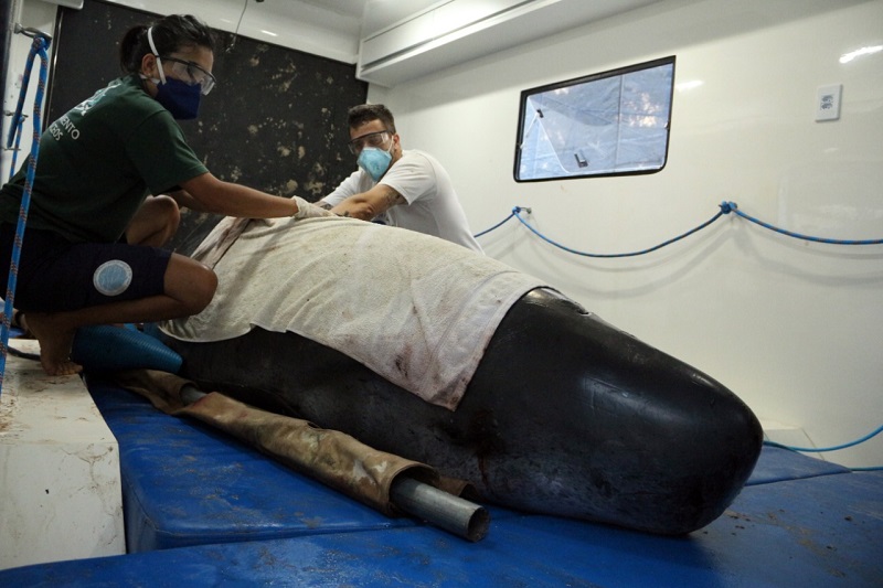 Baleia cachalote-pigmeu encalha em Santa Catarina e é resgatada para tratamento 