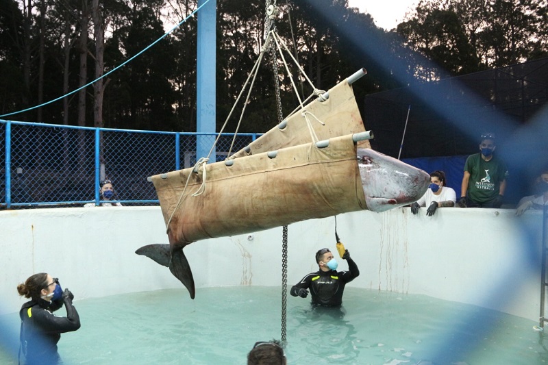 Baleia cachalote-pigmeu encalha em Santa Catarina e é resgatada para tratamento 