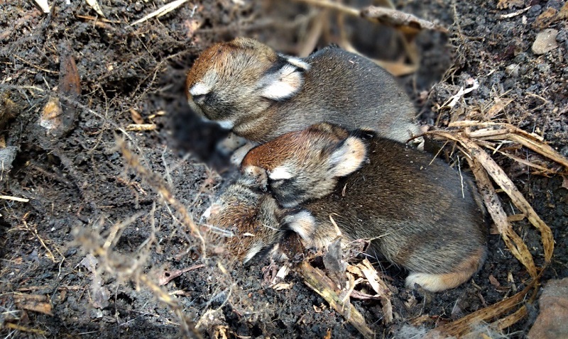 Filhotes de tapitis, única espécie de coelho genuinamente brasileira, são achados no Parque Nacional da Tijuca, no Rio de Janeiro
