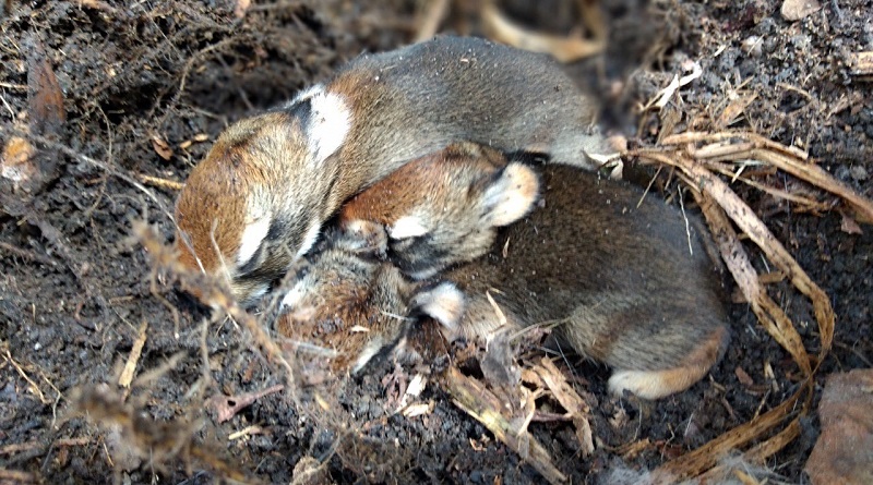 Filhotes de tapitis, única espécie de coelho genuinamente brasileira, são achados no Parque Nacional da Tijuca, no Rio de Janeiro