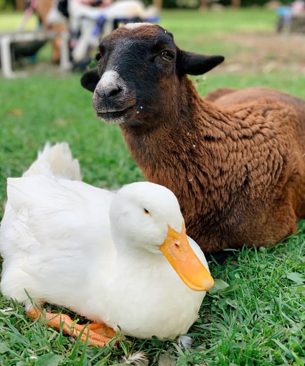 Amizade linda e inusitada: cabra toma conta de pato com ferimento na pata, que o impede de andar