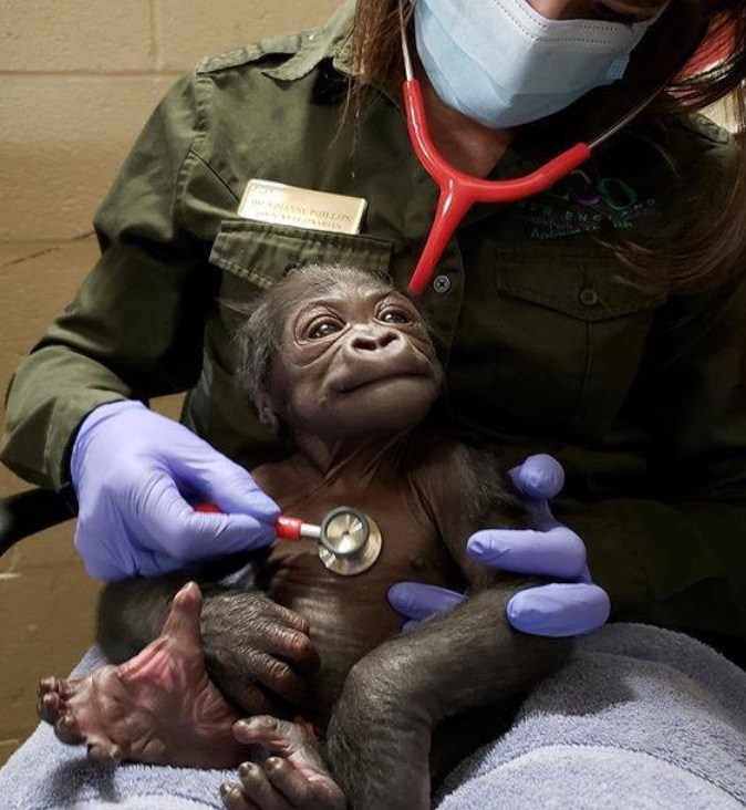 Nasce em zoológico de Boston primeiro macho de gorila de espécie criticamente ameaçada de extinção