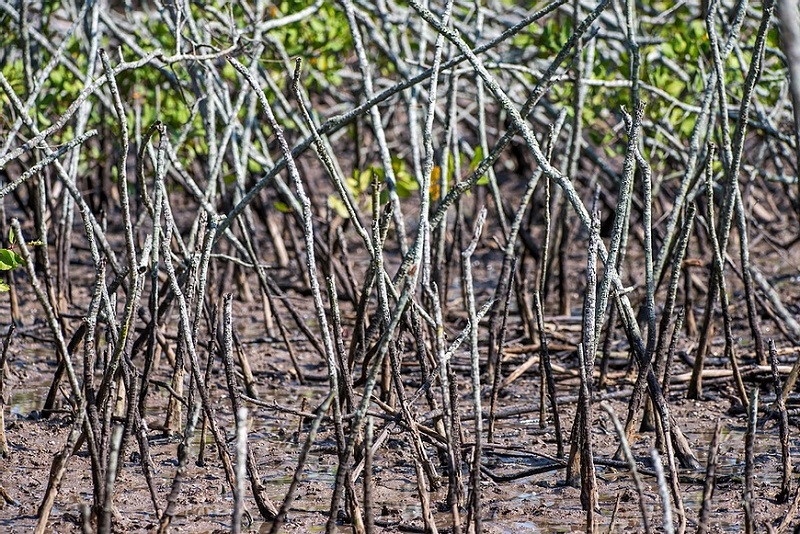 Berçários da vida marinha e protetores das regiões costeiras, os manguezais precisam da nossa proteção