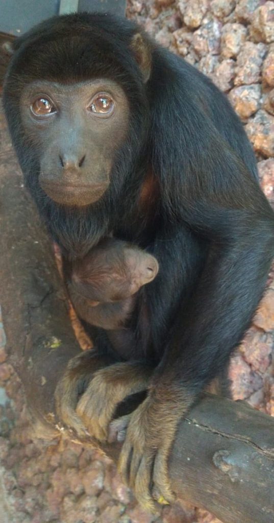 Zoo de Brasília dá boas-vindas a novo morador: um filhote de bugio-de-mãos-ruivas, espécie em risco de extinção 