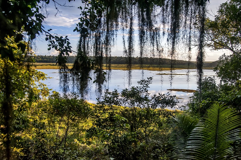 Sooretama: a reserva capixaba onde inúmeras evidências indicam que Mata Atlântica e Amazônia já estiveram ligadas