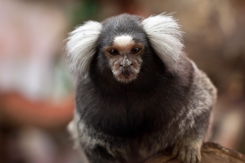 Macaco sagui: características e alimentação