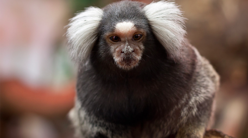 Macaco De Sagui Ou De Sagui Imagem de Stock - Imagem de brasil,  naturalizado: 146655377