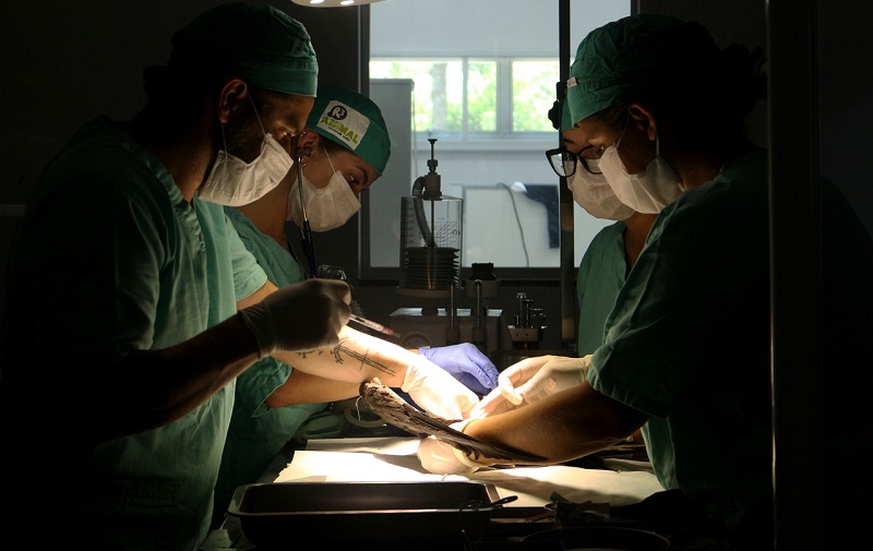 Atobás feridos com balas de chumbinho passam por cirurgia em SC: um sobrevive, mas outros dois morrem