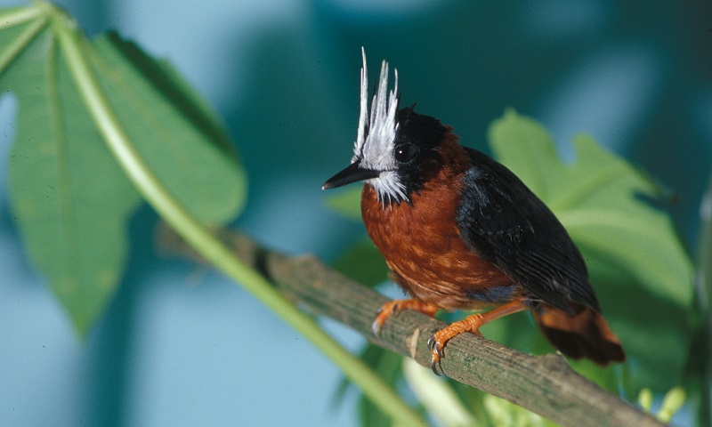 Declínio de aves em áreas intocadas da Floresta Amazônica surpreende cientistas
