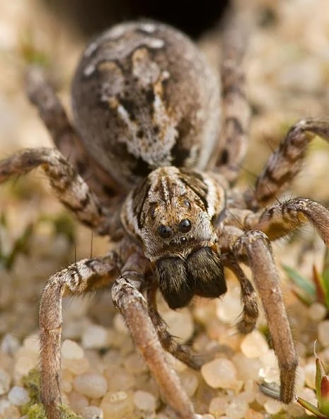 Considerada praticamente extinta há mais de 20 anos, uma das maiores aranhas do Reino Unido é redescoberta