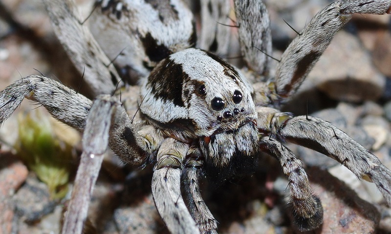 Considerada praticamente extinta há mais de 20 anos, uma das maiores aranhas do Reino Unido é redescoberta