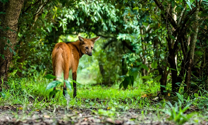 Aumentam registros de lobo-guará na Amazônia, indicativo da transformação da floresta em pasto