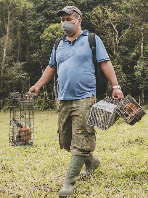 Em ação inédita no mundo, micos-leões-dourados são vacinados contra a febre amarela no Brasil