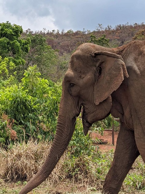 Promotor de Ribeirão Preto pede que elefanta Bambi levada para santuário seja devolvida para zoológico