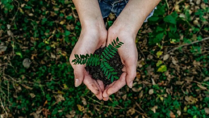 Campanha da Nova Zelândia  por plantio de árvores pede que cada frustração de 2020 seja transformada em uma  "muda de esperança"