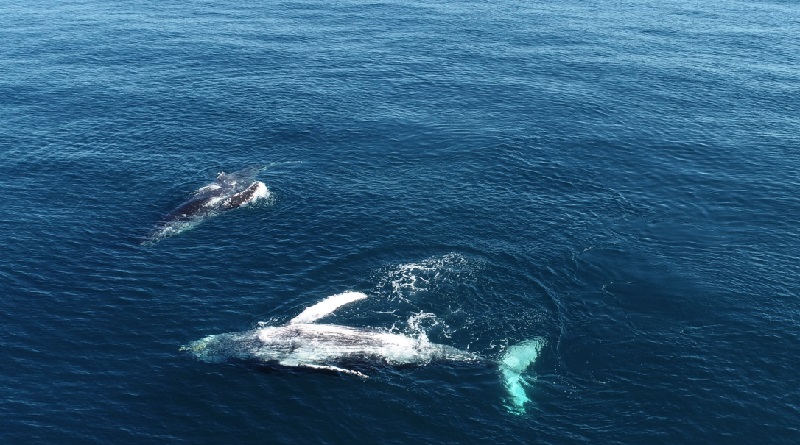Censo revela aumento de baleias jubarte na costa brasileira e sobretudo, de filhotes nascidos na Bahia e Espírito Santo