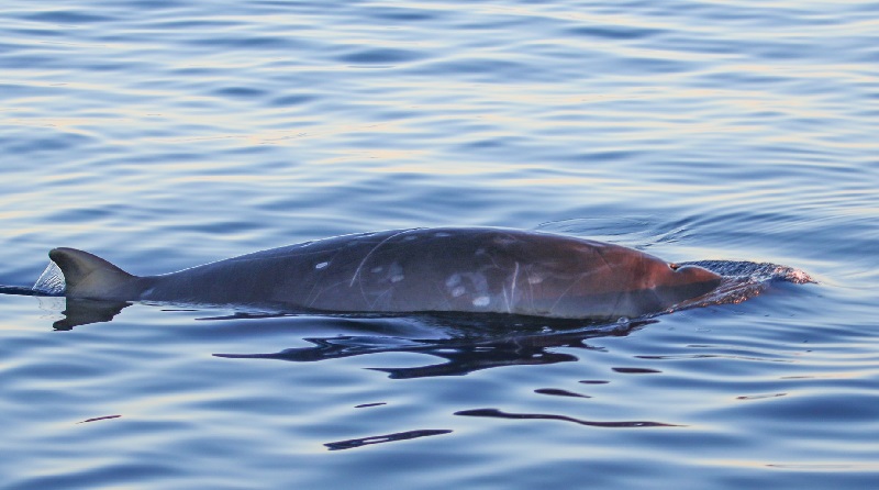 Cientistas acreditam ter descoberto uma nova espécie de baleia no México
