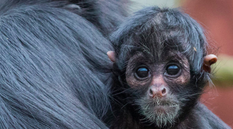 Macacos-aranha do Brasil vivem na Amazônia e correm risco de