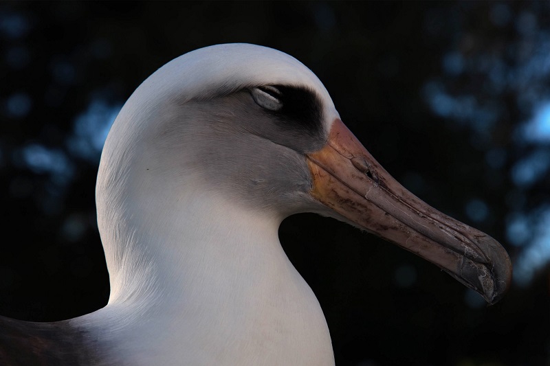 Wisdom, considerada a albatroz mais velha do mundo, retorna mais uma vez a seu ninho para gerar um novo filhote