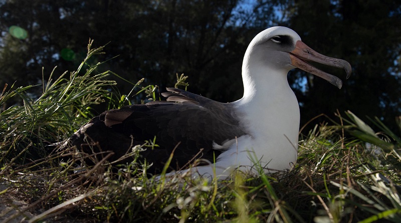 Wisdom, considerada a albatroz mais velha do mundo, retorna mais uma vez a seu ninho para gerar um novo filhote