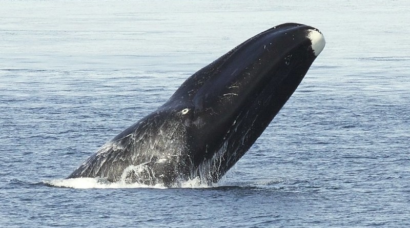 Aumento da população da única espécie de baleia natural do Ártico anima biólogos