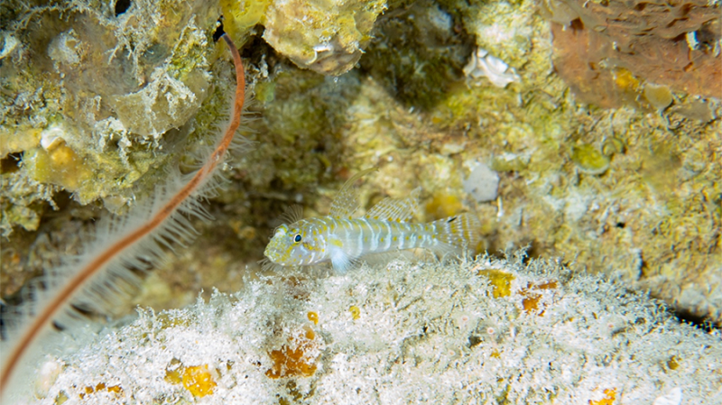Em expedição, pesquisadores se deparam com espécies de peixes nunca antes registradas em Fernando de Noronha 