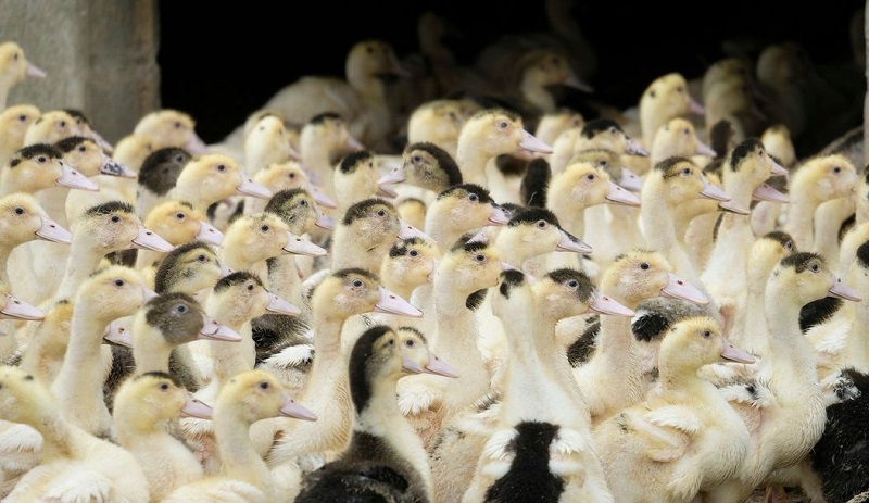 Gripe aviária obriga França a sacrificar 350 mil patos e outros 400 mil devem ser abatidos em breve