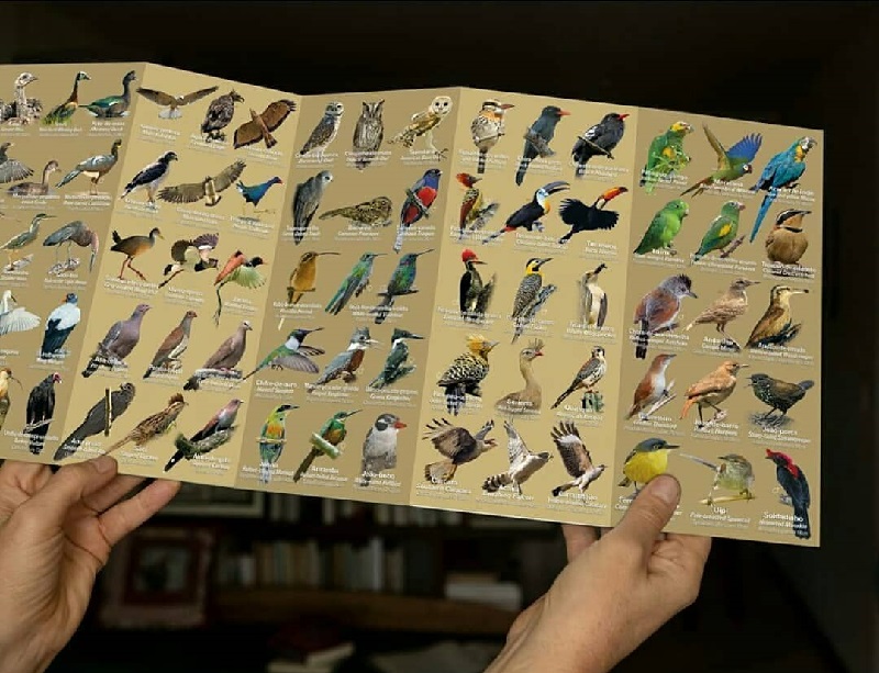 Guia de bolso mostra o incrível universo das aves na Chapada dos Veadeiros