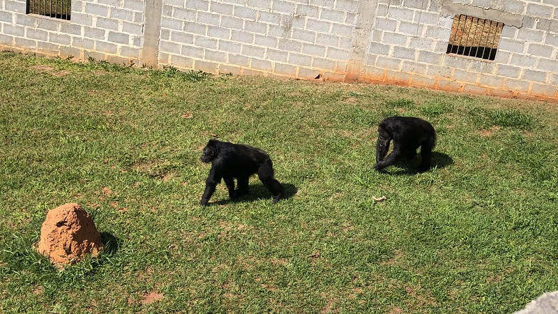 Morre Black, chimpanzé resgatado de zoológico no interior de São Paulo e levado para santuário