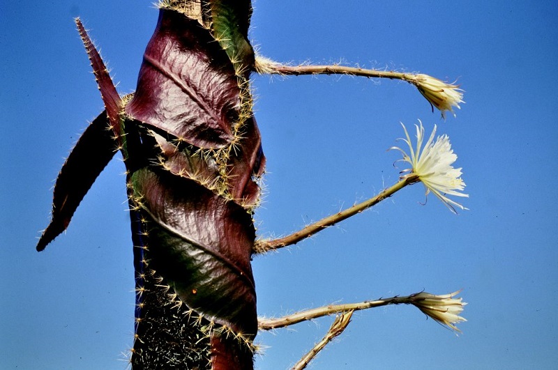 Mais de 200 mil pessoas assistem live com desabrochar da rara flor da lua amazônica, que só acontece uma vez por ano, por poucas horas