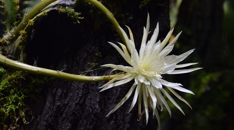 Mais de 200 mil pessoas assistem live com desabrochar da rara flor da lua  amazônica