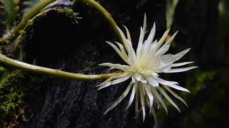 Floresça  Flor dama da noite, Dama da noite, Flor da noite