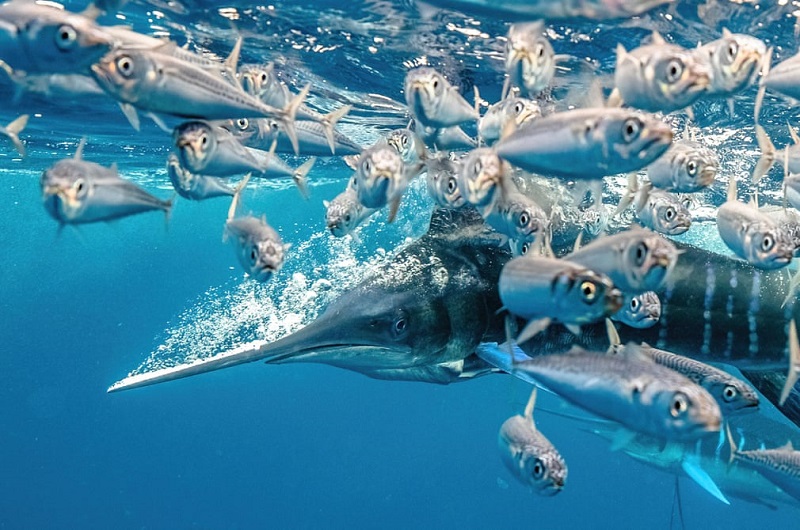 Estranhas e belas criaturas são destaque nas imagens vencedoras do Underwater Photographer of the Year