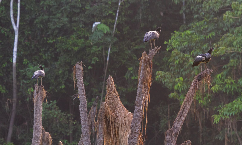 Pra fotografar as anhumas na Amazônia, vale virar petisco de inseto