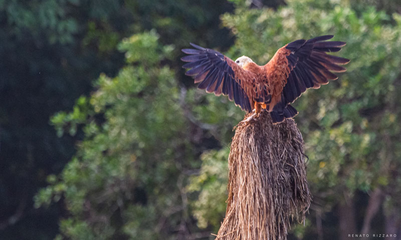 Pra fotografar as anhumas na Amazônia, vale virar petisco de inseto