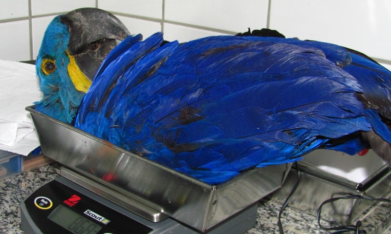 Pesquisadoras brasileiras alertam sobre morte de araras-azuis envenenadas com pesticidas 