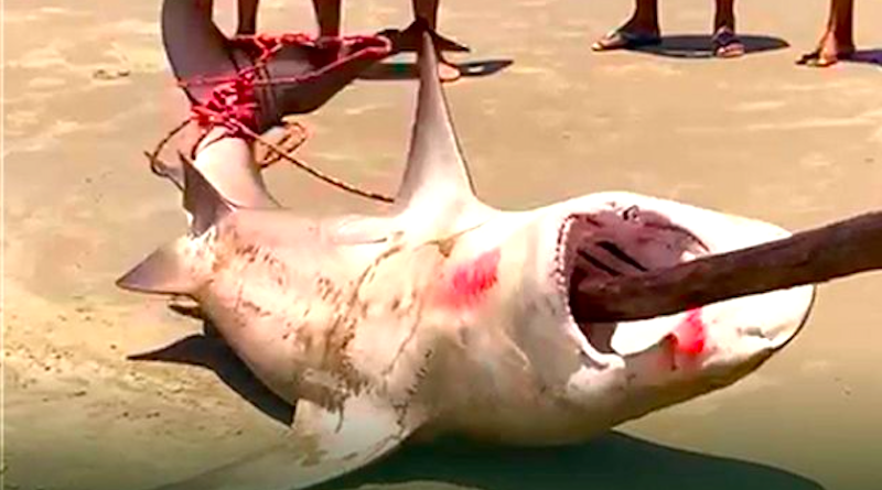 Pescador é detido por matar tubarão 'vulnerável a extinção' em Fortaleza, Ceará