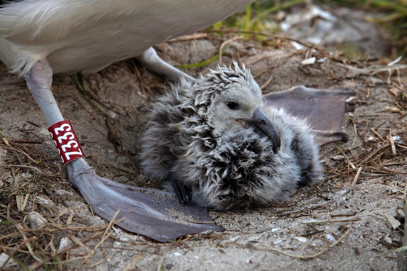 Nasce o novo filhote de Wisdom, que aos 70 anos, é considerada a albatroz mais velha do mundo