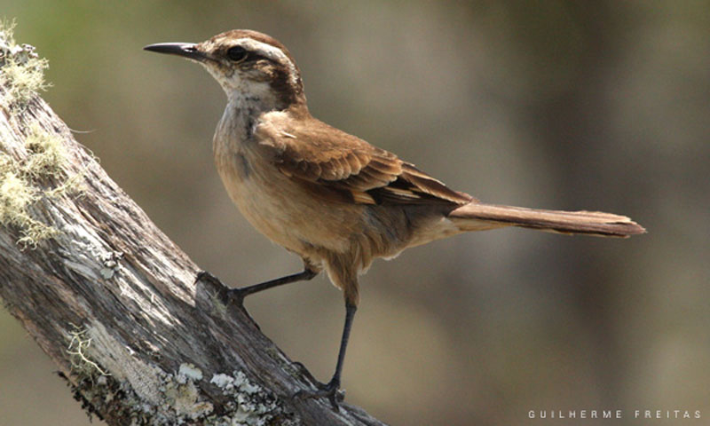 Tiê-bicudo, ave criticamente ameaçada de extinção, volta a ser mais visto  no Mato Grosso graças