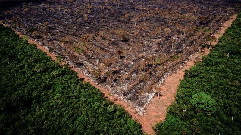 Mudança no padrão do desmatamento na Amazônia comprova certeza de impunidade pelos criminosos