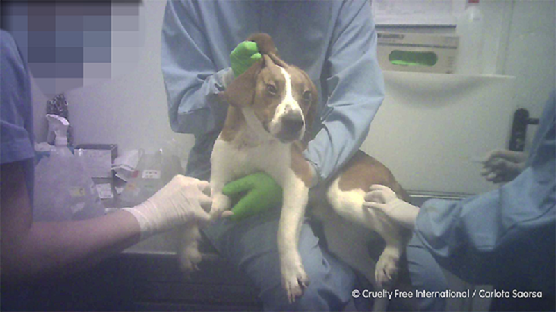 Imagens chocantes revelam crueldade e abusos em testes com animais em laboratório na Espanha 