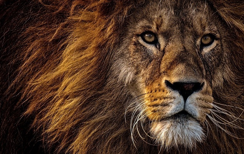 África do Sul irá proibir criação de leões em cativeiro e turismo que envolva interação próxima com esses animais