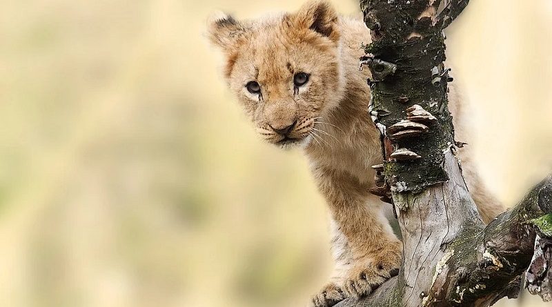 Quais são alguns animais que foram inspirações na criação de